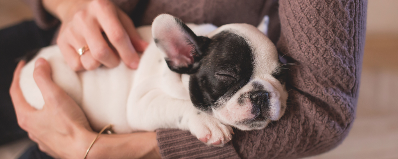 devenir éleveur canin